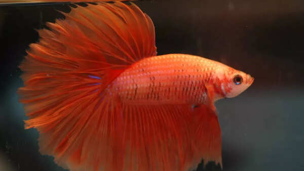 Siamese fighting fish