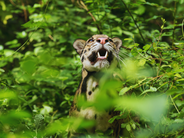 clouded leopard