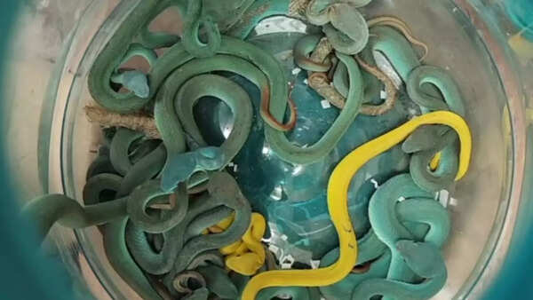 Passenger with venomous snakes and turtles seized at Mumbai airport