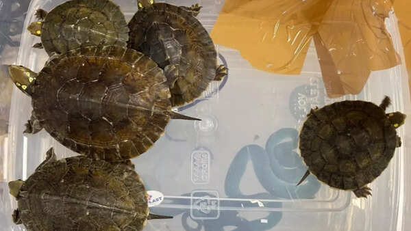 Passenger with venomous snakes and turtles seized at Mumbai airport