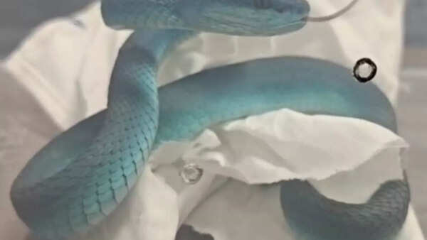 Passenger with venomous snakes and turtles seized at Mumbai airport