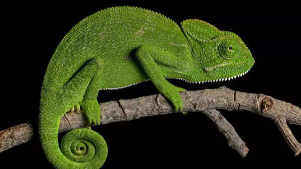 Chameleon
