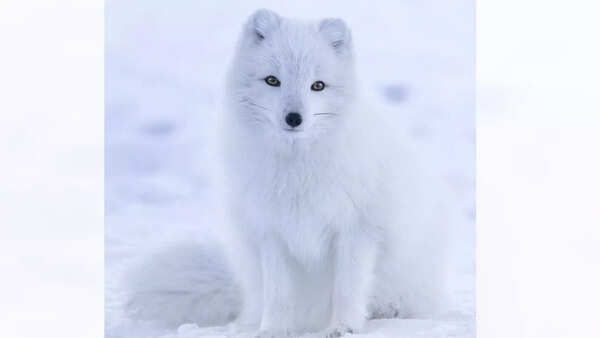 Arctic fox