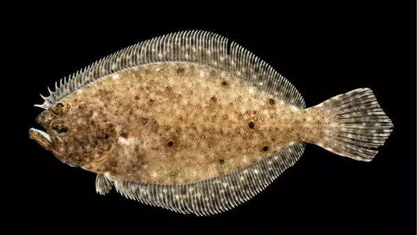 Flounder
