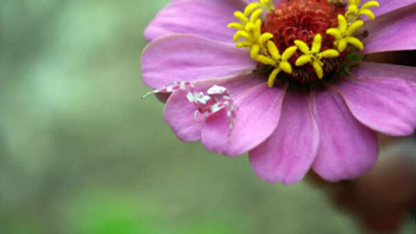 Crab spider