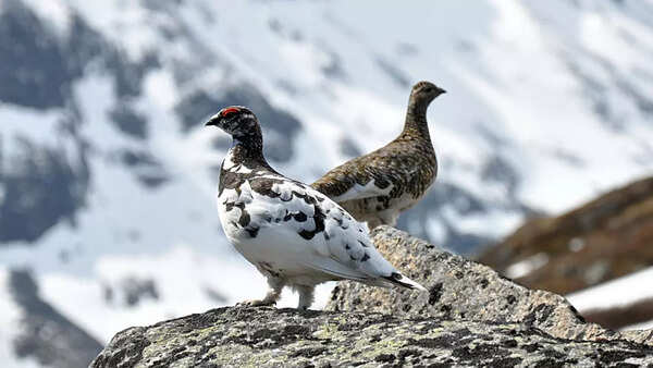 Rock ptarmigan