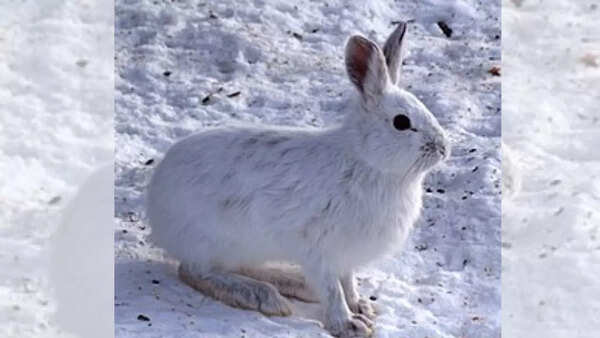 Snowshow hare