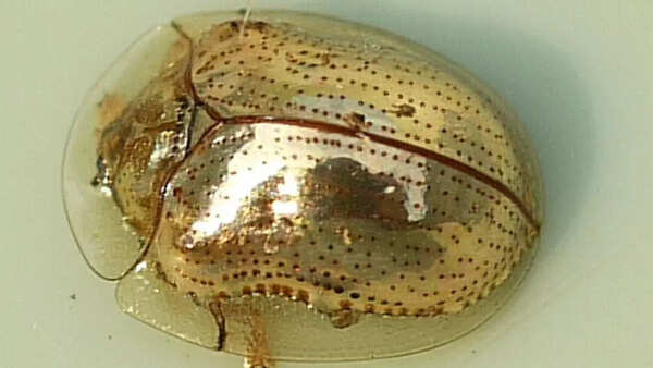 Golden tortoise beetle
