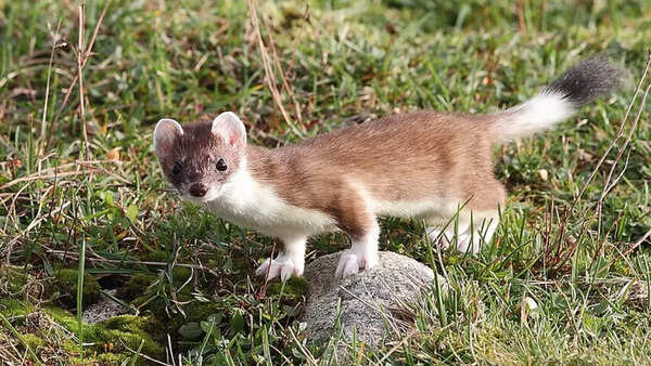 Stoat