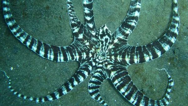 Mimic octopus