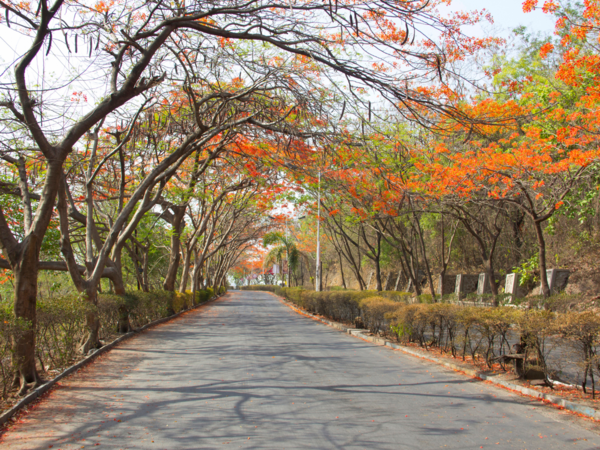 Gulmohar