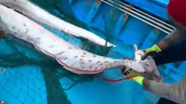 Doomsday Oarfish