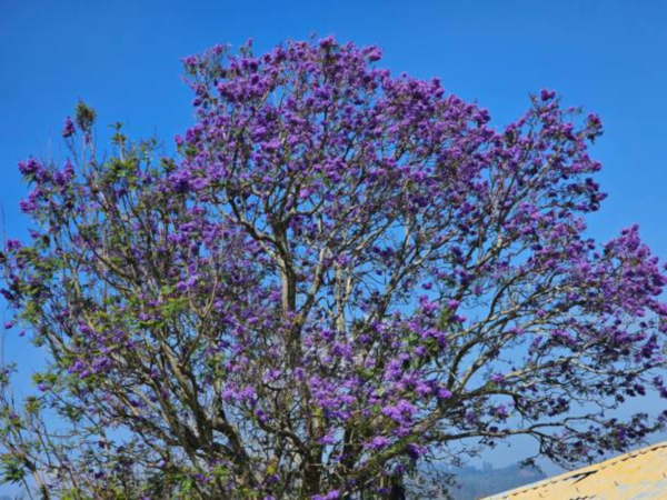 Jacaranda