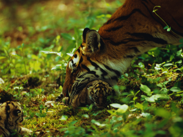 tiger cubs