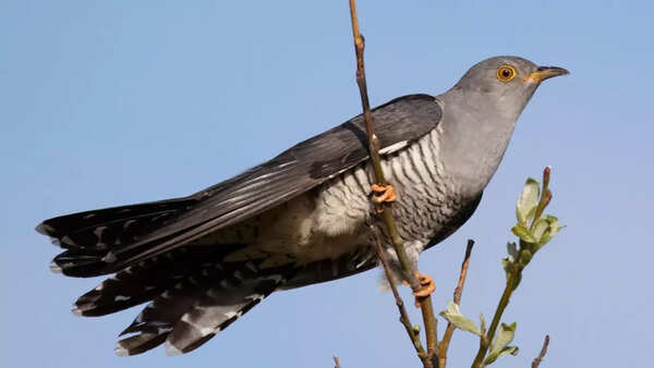 Cuckoos