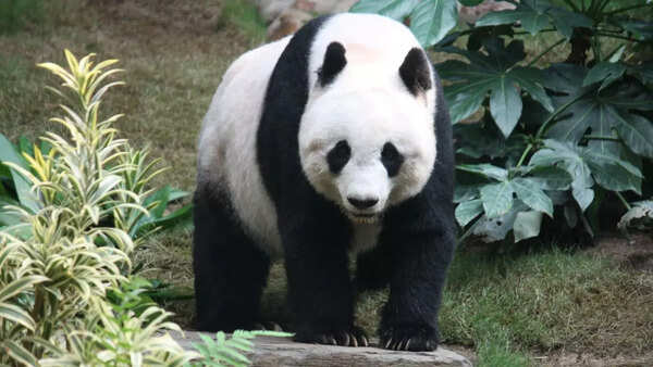 Giant panda