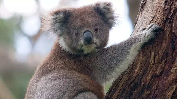 Koala