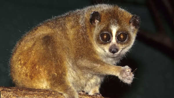Slow lorises