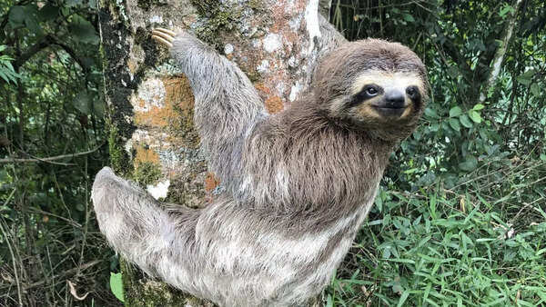 Sloth