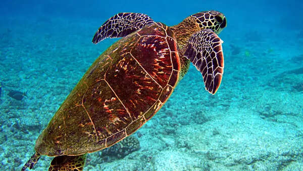 Turtles