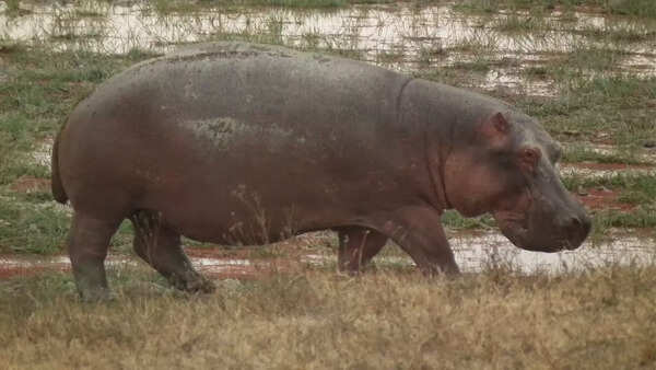 Hippos