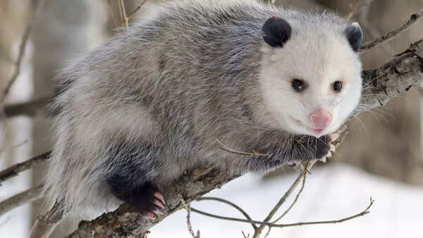 Opossums