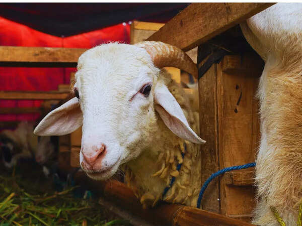 Eid Happy Message, Wishes
