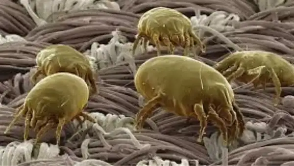 Source: Dormeo Dust mites