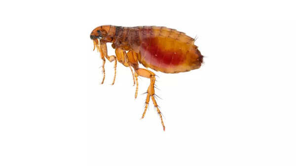 Source: pests and parasites Fleas