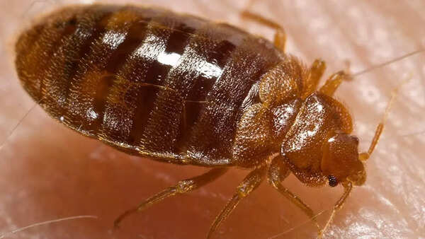 Source: Wikipedia Bed bugs