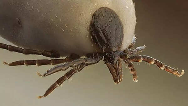 Source: Wikipedia Ticks