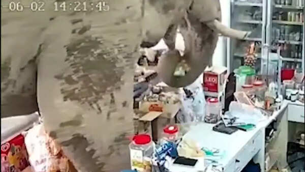 Elephant casually eating snacks at the store