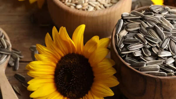 Sunflower seed (1)