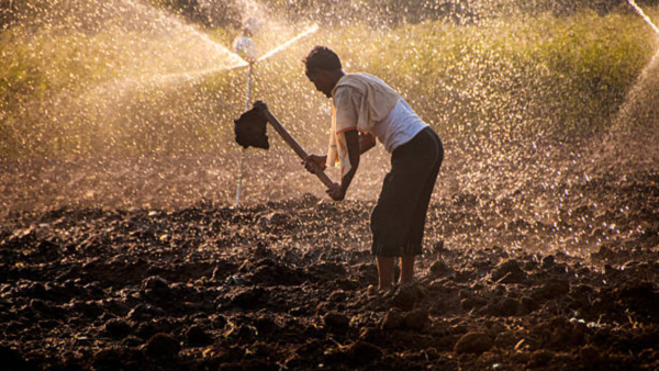 The change to organic entries allowed Akhilesh to reduce their expense in fertilizers and commercial pesticides.