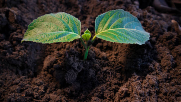 Specific training and simple organic practices can help farmers reduce production costs without compromising crop quality