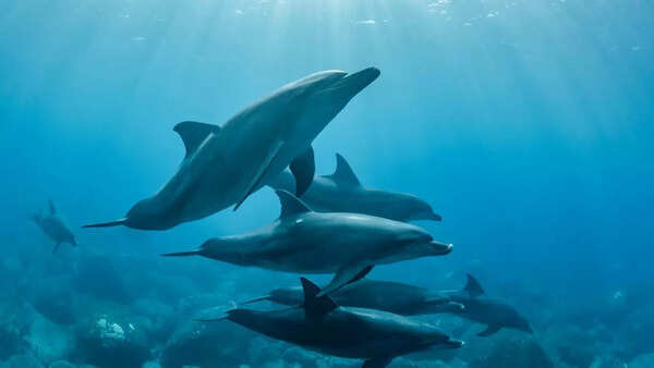 Dolphins talk with clicks and whistles