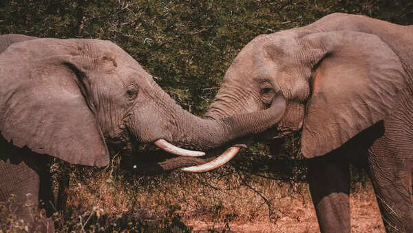 Elephants flap their ears and move their trunks
