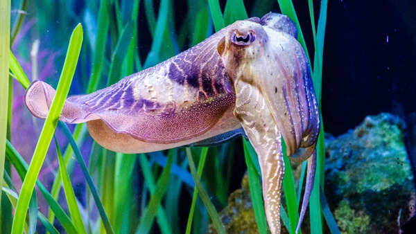 Cuttlefish change colours to “talk”