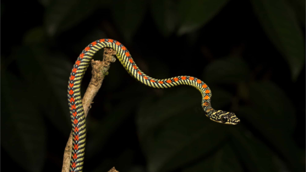 Paradise flying snake (Chrysopelea paradisi)