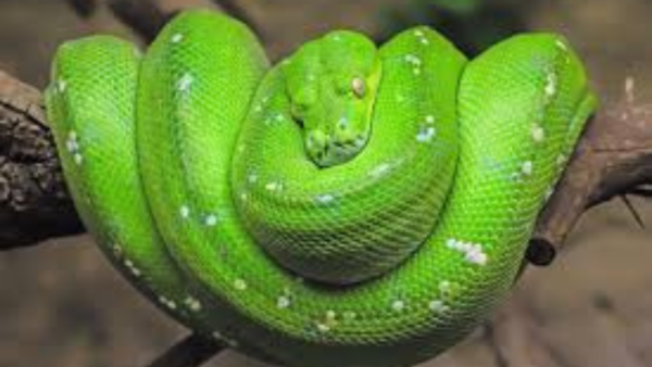 Green tree python (Morelia viridis)