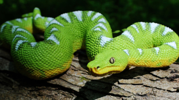 Emerald tree boa (Corallus caninus)