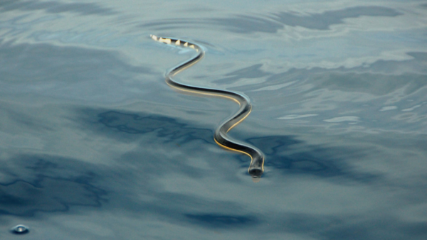 Yellow-bellied sea snake (Hydrophis platurus)