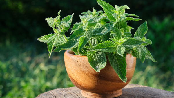 lemon balm (1)