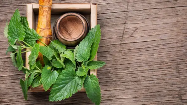 lemon balm