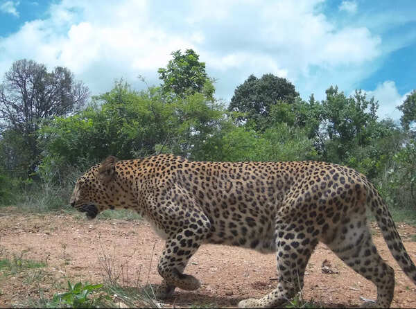 A male leopard camera trapped in Sulikere Reserved Forests