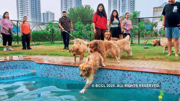 At pet events, doggos get to socialise, and pet parents get to chat, swap tips & more At pet events, doggos get to socialise, and pet parents get to chat, swap tips & more
