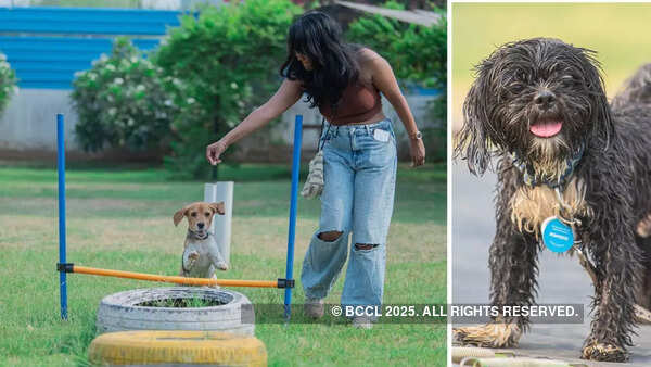 Dog tunnel, trampoline: Activities to enjoy apart from pool (Location: Pooch Pet Resort) Dog tunnel, trampoline: Activities to enjoy apart from pool (Location: Pooch Pet Resort)