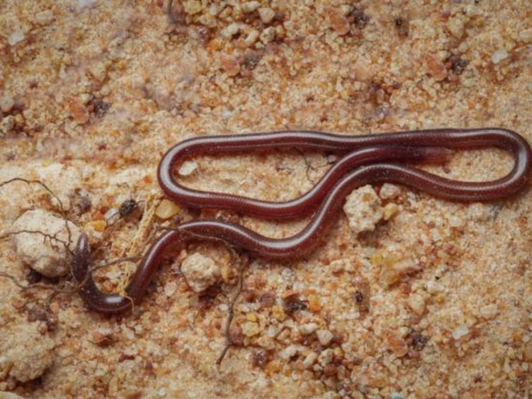 Slender Blind Snake