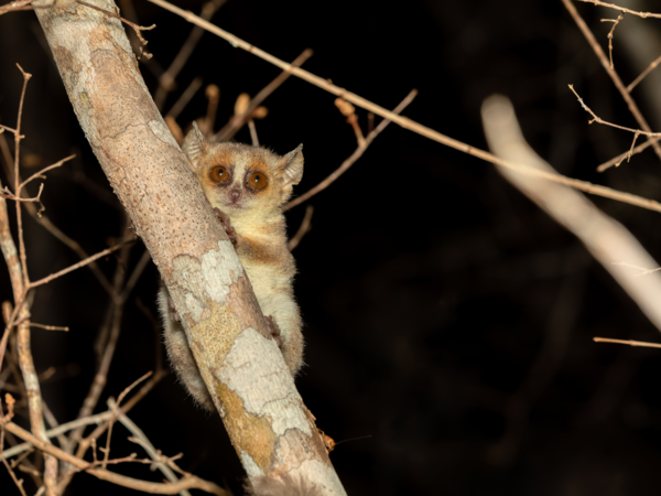 Madame Berthe's Mouse Lemur