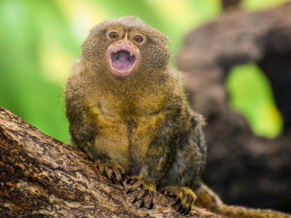 Pygmy Marmoset